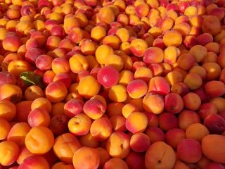 I will purchase industrial apricots for processing. Quantity ranges