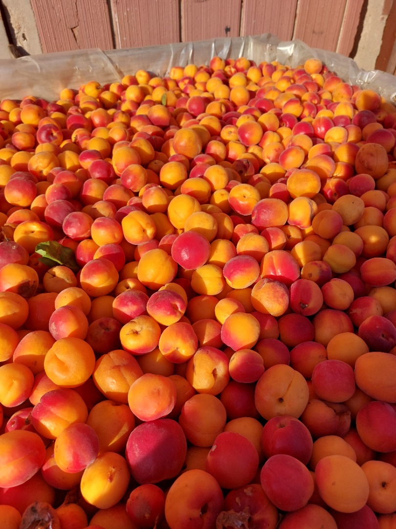 I will purchase industrial apricots for processing