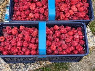 Raspberries for sale • Variety: Przehyba, Glen • Packaging: