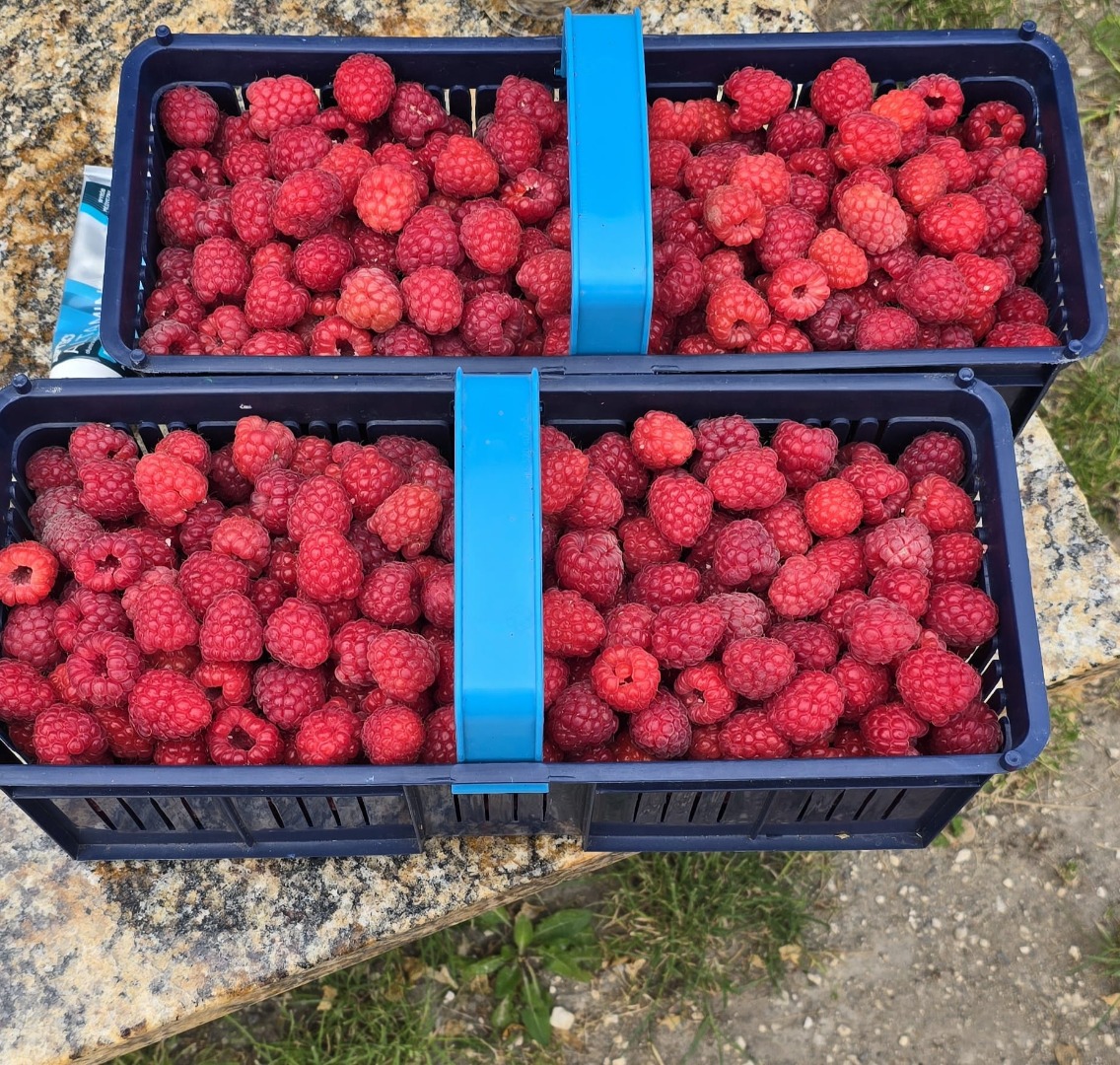 Raspberries for sale • Variety: Przehyba, Glen • Packaging: 500g • Collection: Sandomierz area / possible delivery up to 30km • Price to be agreed by