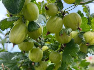 ⸻ Gooseberries White Triumf - fresh harvest! We offer