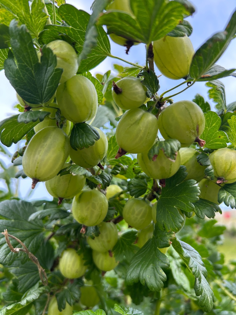 ⸻ Gooseberries White Triumf - fresh harvest! We offer gooseberries of the White Triumf variety - sweet, juicy, ideal for direct consumption, for preserves and