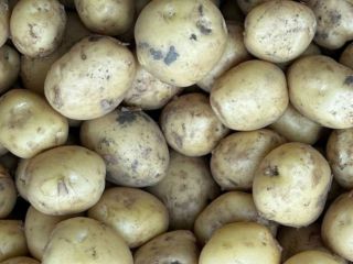 I sell potatoes Reviera or Arizona Quantities up to