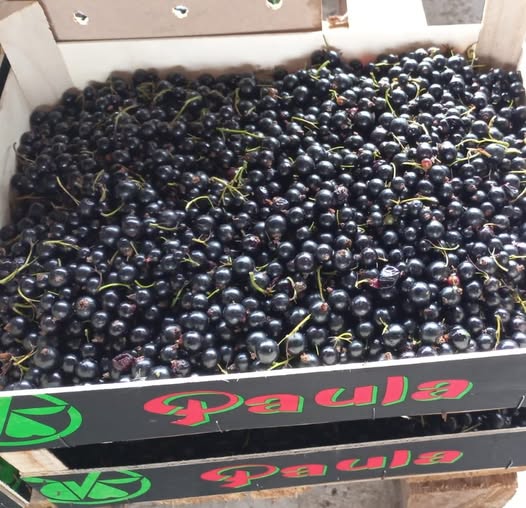 Family-run farm in Poland’s fertile southwest region Over 17 years of experience in production of fresh black currants Focus on fruit quality, clean