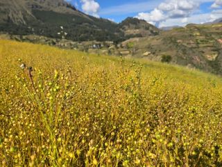 Organic flaxseed available 500 kg