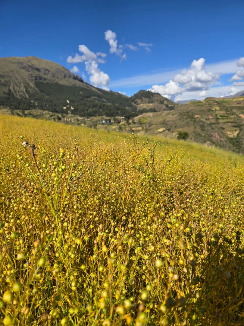 Organic flaxseed available 500 kg