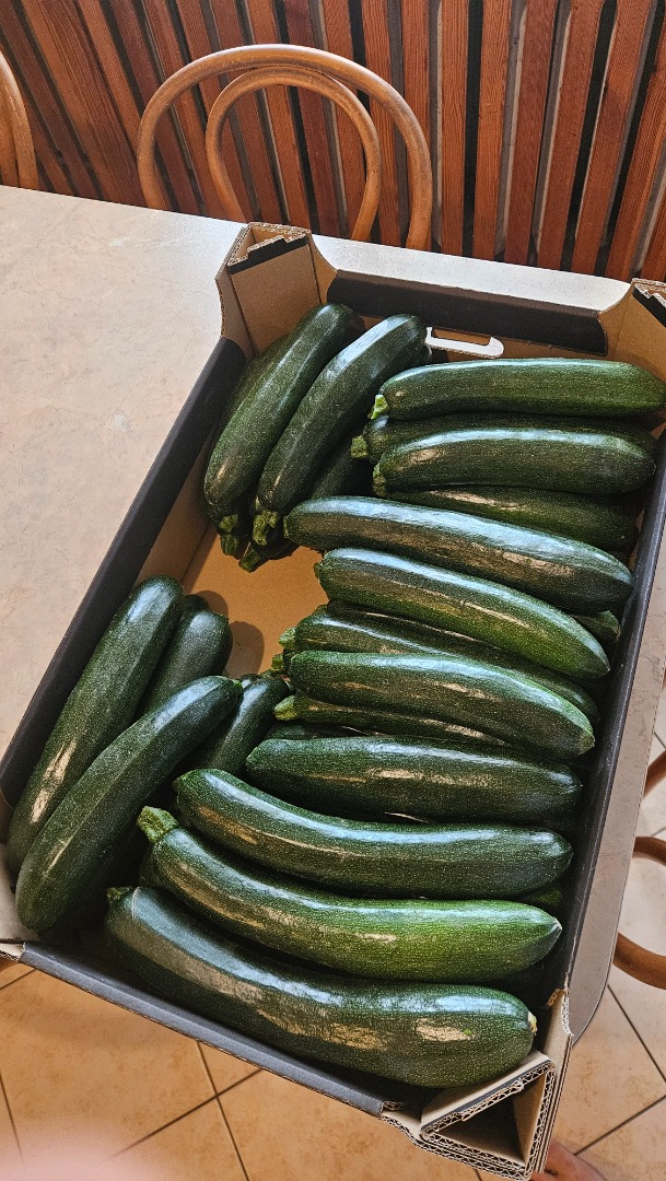 I have for sale Rhodos Zefiros Cora variety of zucchini