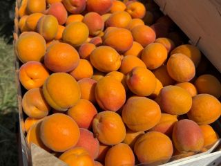SRL Ciumașu Fruits Trade has for sale apricots of