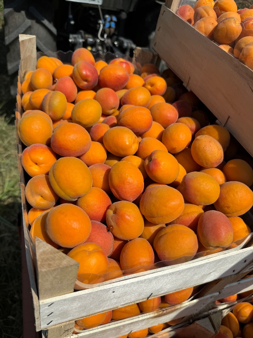 SRL Ciumașu Fruits Trade has for sale apricots of the Kyoto variety, pineapples in large quantities
