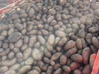 I sell white potatoes, Riviera seed/Esmee red potato, sold