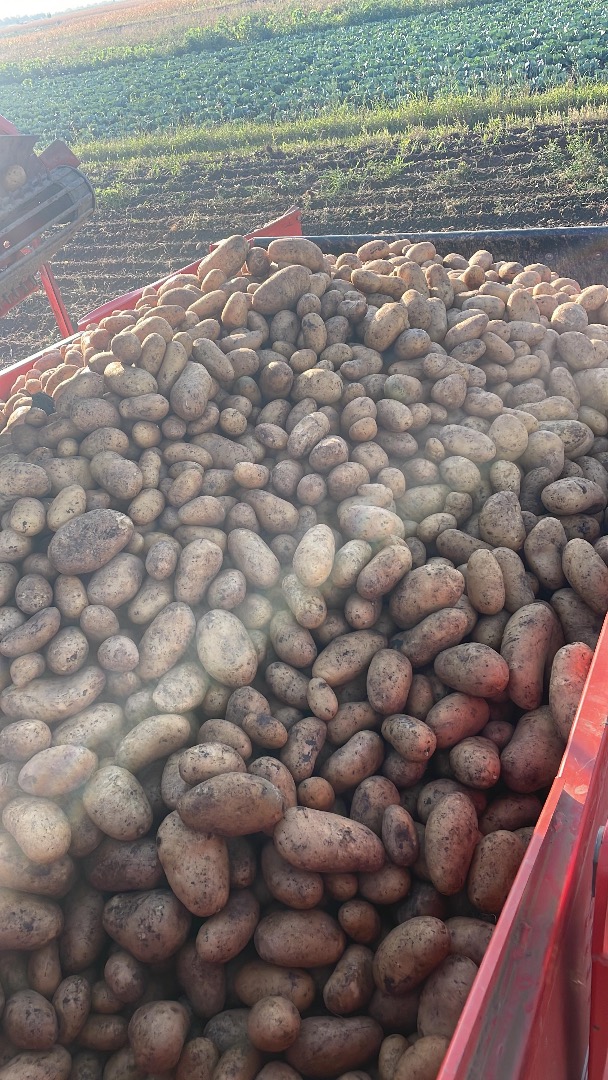 I sell white potatoes, Riviera seed/Esmee red potato, sold at Big Bang