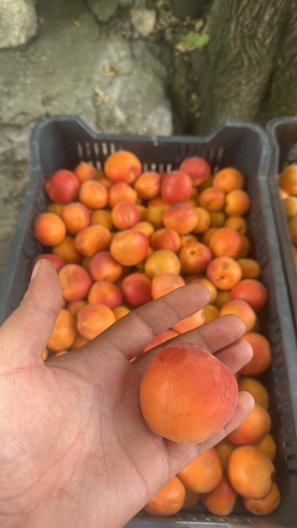 I would like to buy 5-10 tons of yellow peaches per week