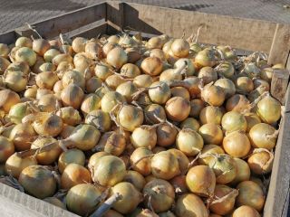 I will sell Polish onion in a bag -