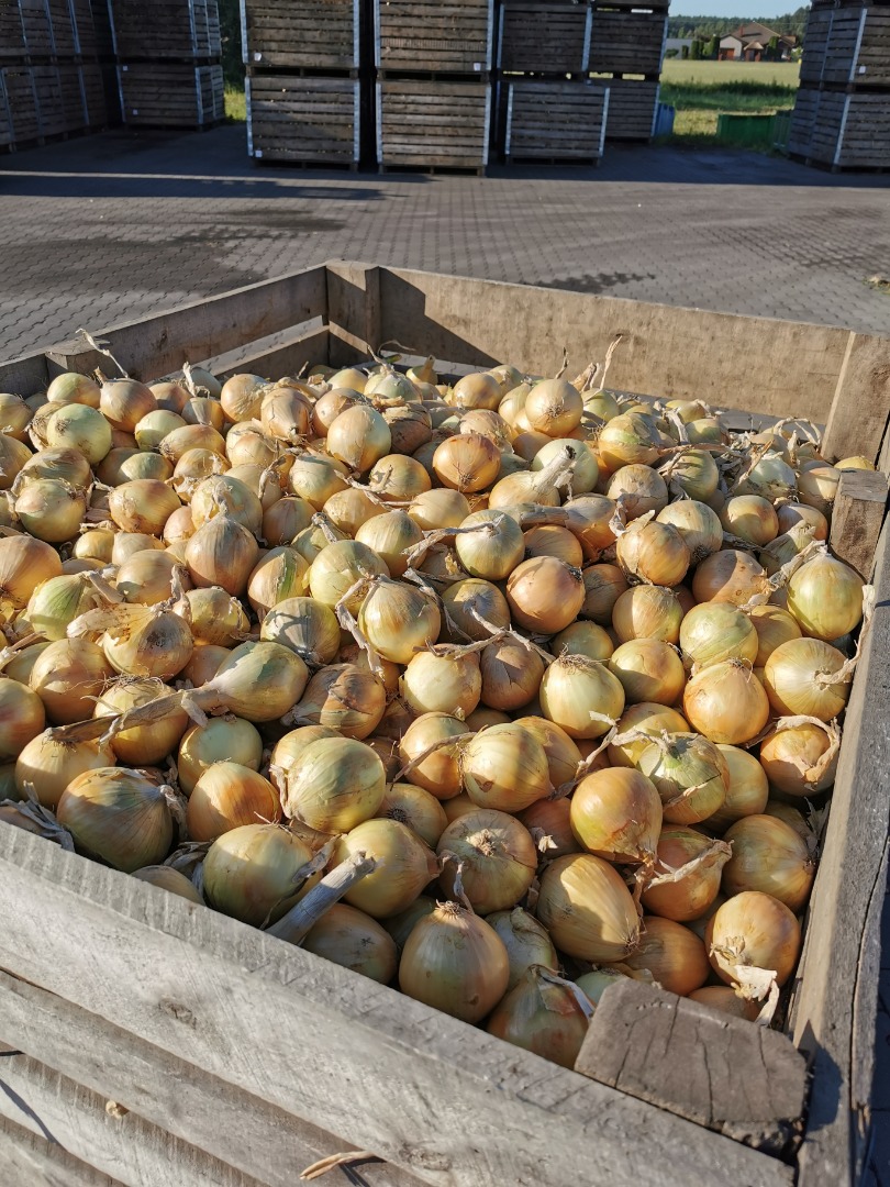 I will sell Polish onion in a bag - yellow and red