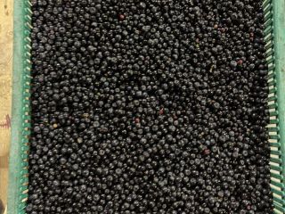 I will sell Polish fresh berries in ton quantities.