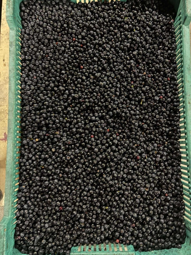 I will sell Polish fresh berries in ton quantities