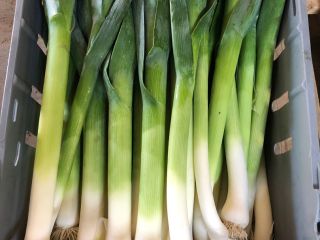 I offer leek. Wholesale quantities. Delivery throughout the year.