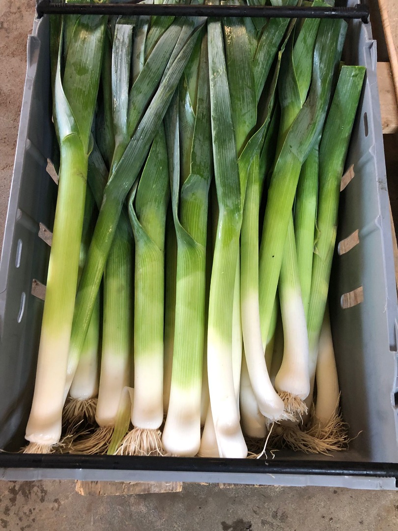 I offer leek
