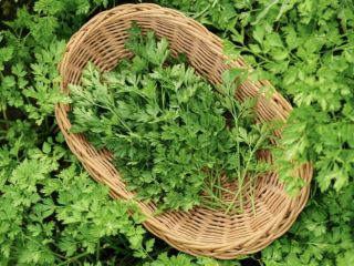 Fresh Green Parsley, Romanian production