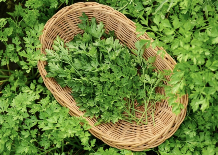 Fresh Green Parsley, Romanian production