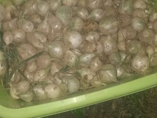 I will sell small onions, perfect for pickling