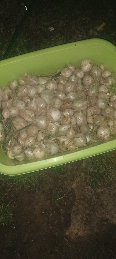 I will sell small onions, perfect for pickling
