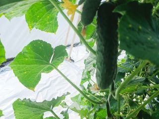 I will sell cucumber market. 10-14 cm. Smooth cucumber