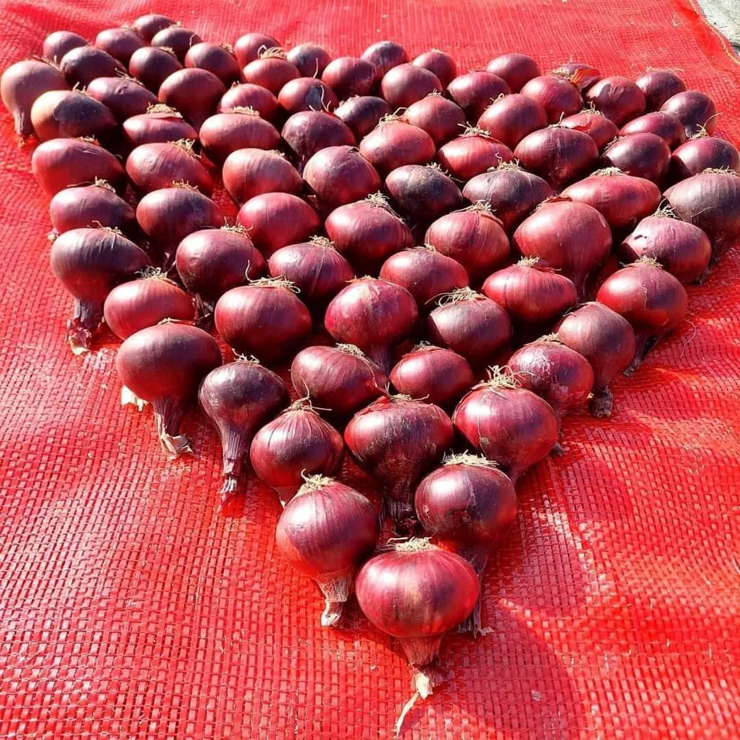 MS for Exporting and General Supplies Product Specification – Fresh Onion Product Name: Fresh Onion Varieties: Red Onion / Yellow Onion Size: Small: 40 – 50 mm