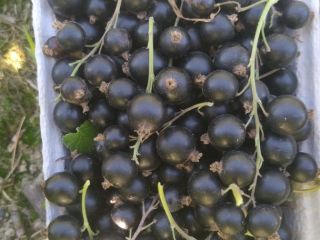 I will sell blackcurrants, picked by hand