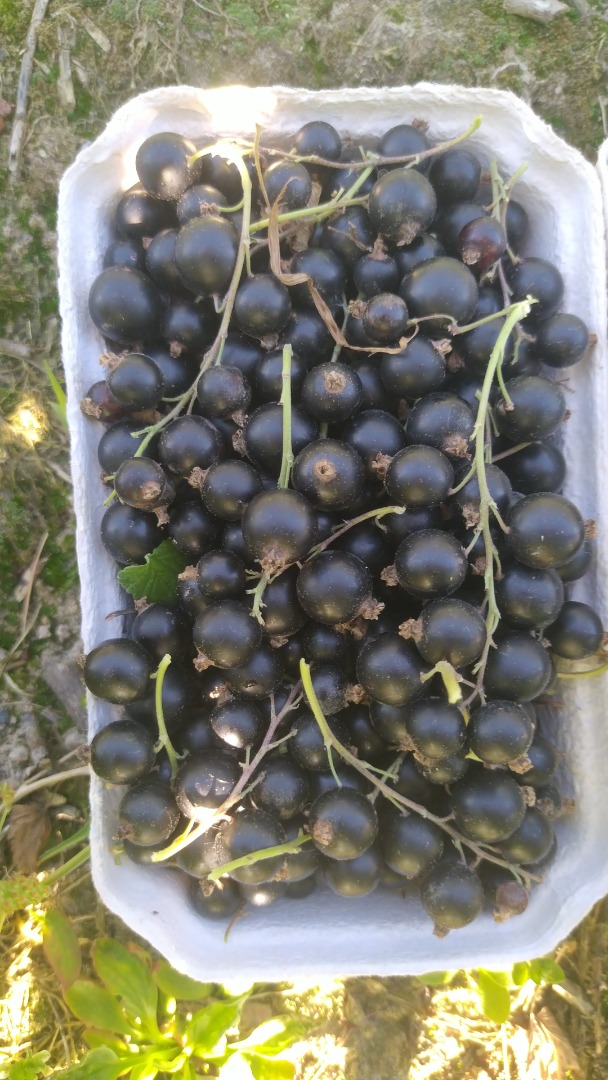I will sell blackcurrants, picked by hand
