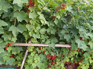 I'm selling freshly picked red currants. Plants are insecticide-free.