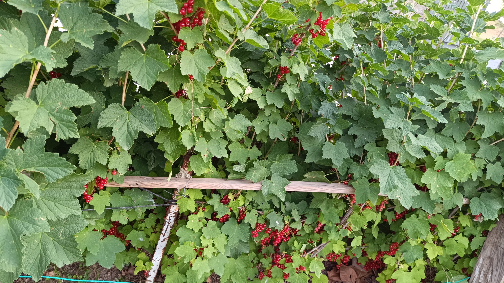 I'm selling freshly picked red currants