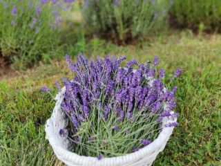 Cut lavender from natural cultivation, both narrow-leaved and decorative