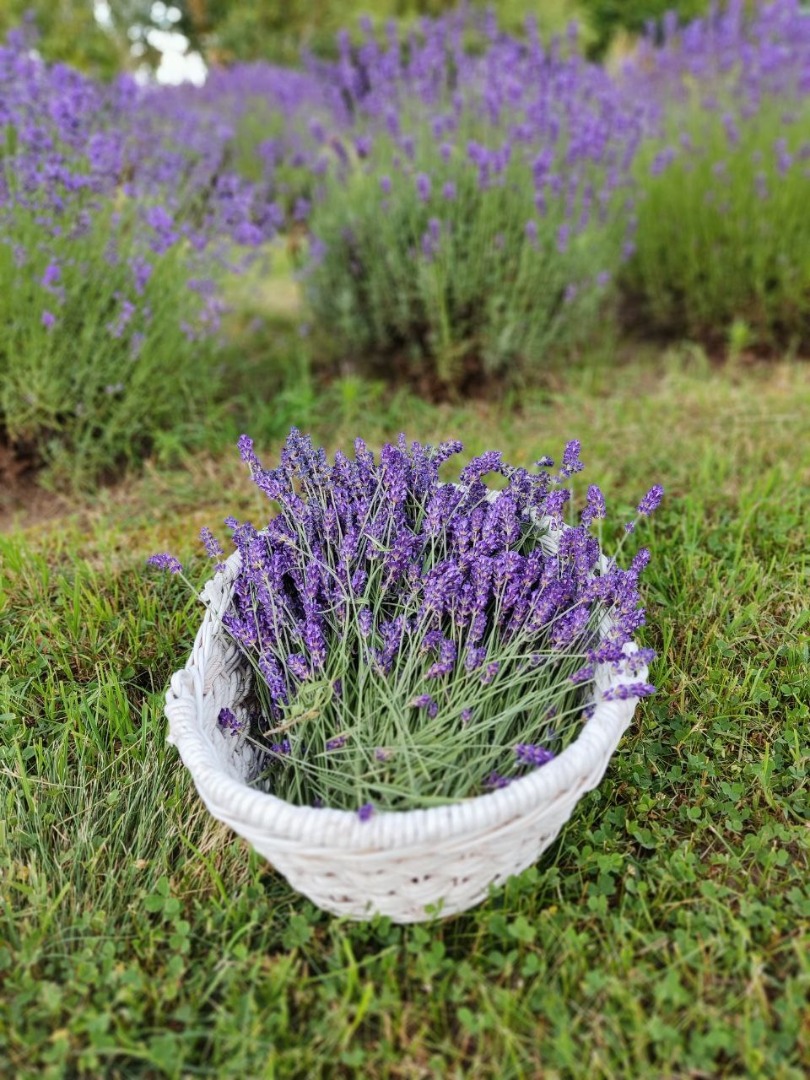 Cut lavender from natural cultivation, both narrow-leaved and decorative and ideal for dried plants and bouquets