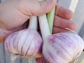 I will sell garlic of various calibers. The price