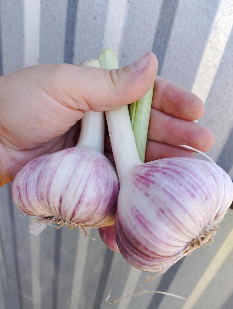 I will sell garlic of various calibers