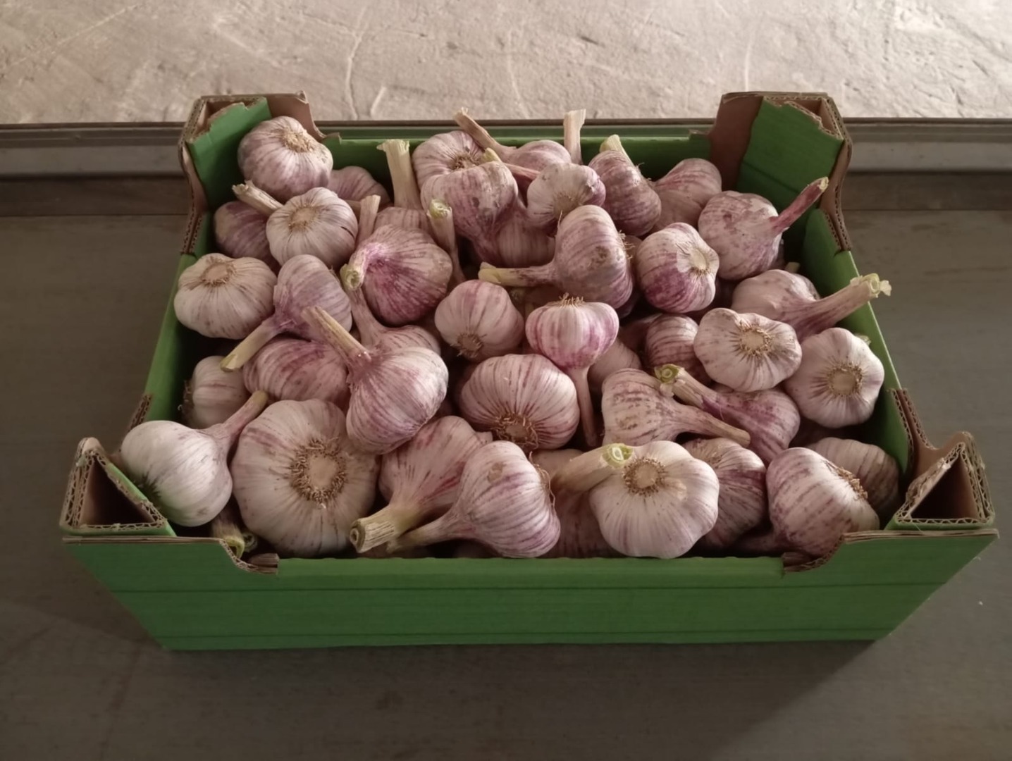 I will sell this year's Polish garlic Dried and cleaned very aromatic We have tests