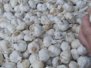 We import garlic from Spain in industrial quantities. Purple,