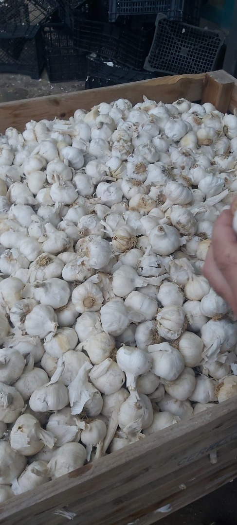 We import garlic from Spain in industrial quantities