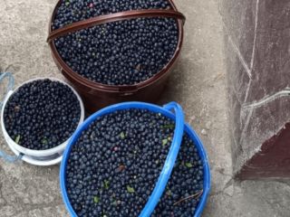 I will sell berries picked to order. Fresh every