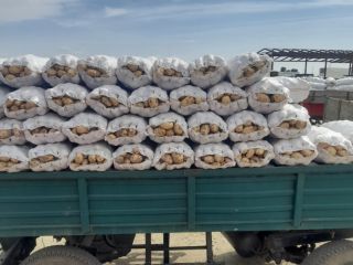 The agricultural cooperative sells new white Romanian potatoes from