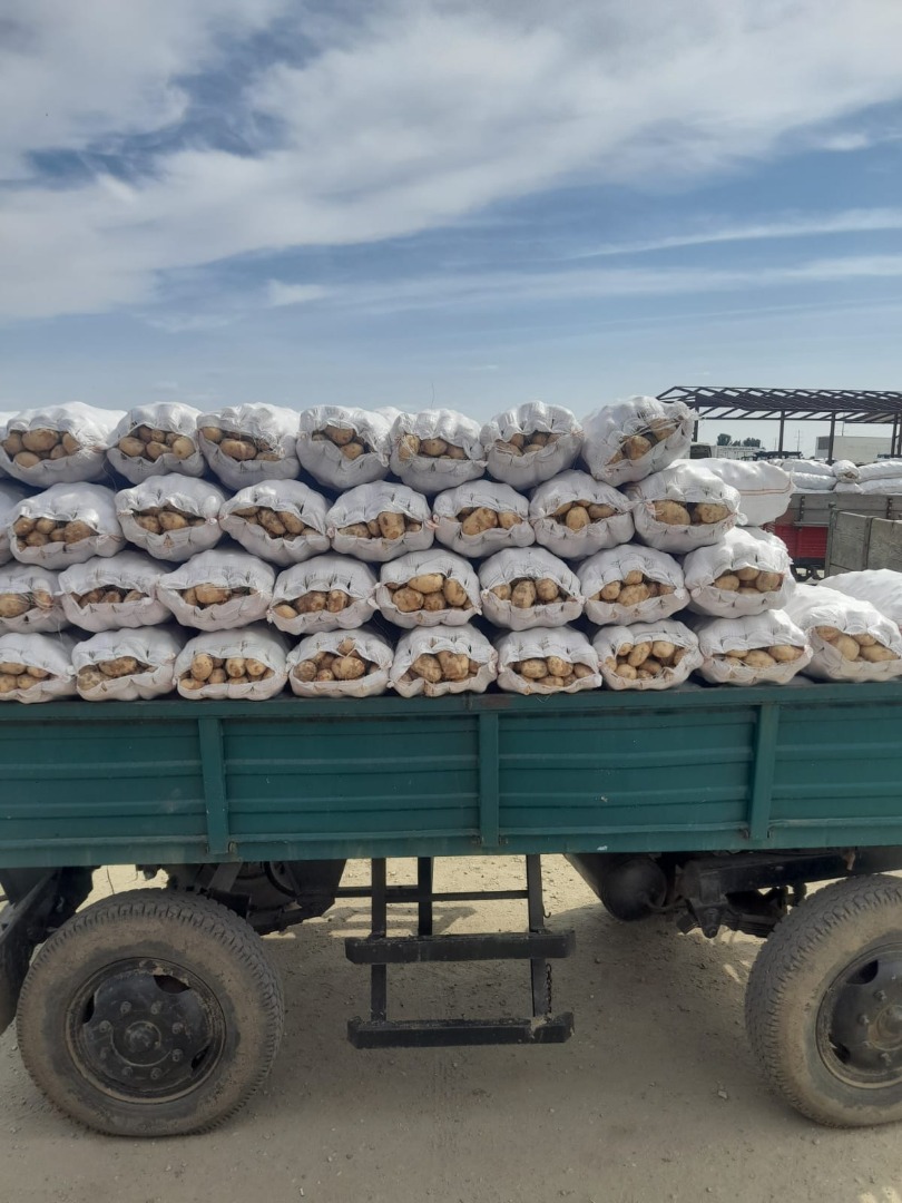 The agricultural cooperative sells new white Romanian potatoes from the Lunguletu region, quality 1
