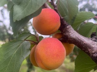 Apricot 400mm+, large quantities, Sandomierz area, cut to order.