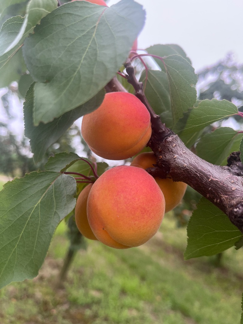 Apricot 400mm+, large quantities, Sandomierz area, cut to order