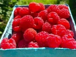 Buying Frozen raspberrys and sourcherrys without pit . Large