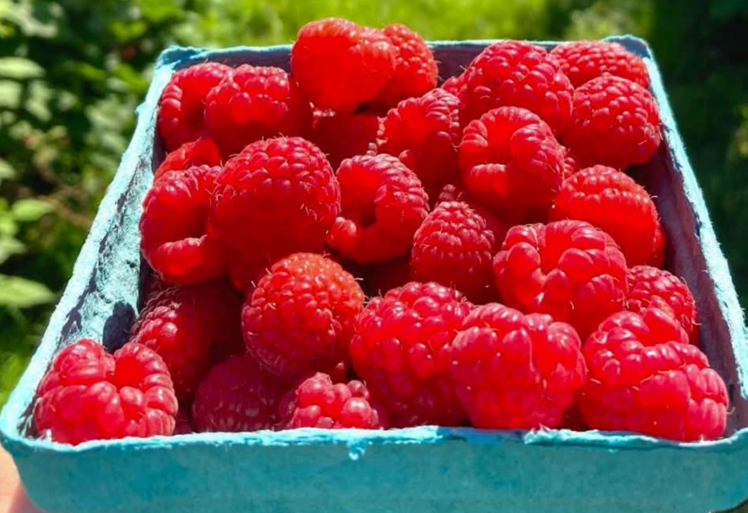 Buying Frozen raspberrys and sourcherrys without pit