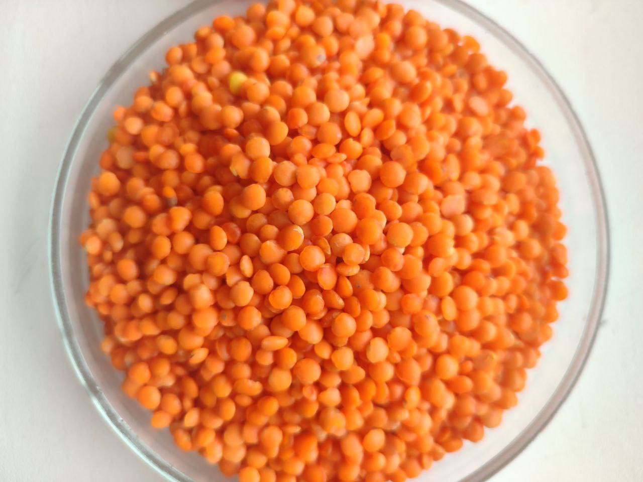 ✅ Ukrainian Lentils – BVS Trade BVS Trade offers Ukrainian lentils from our own 2025 harvest