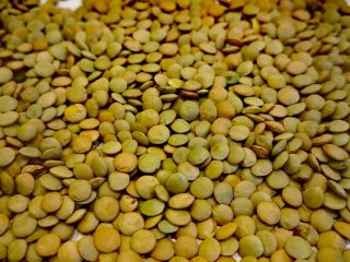 Green Canadian lentils, of own production