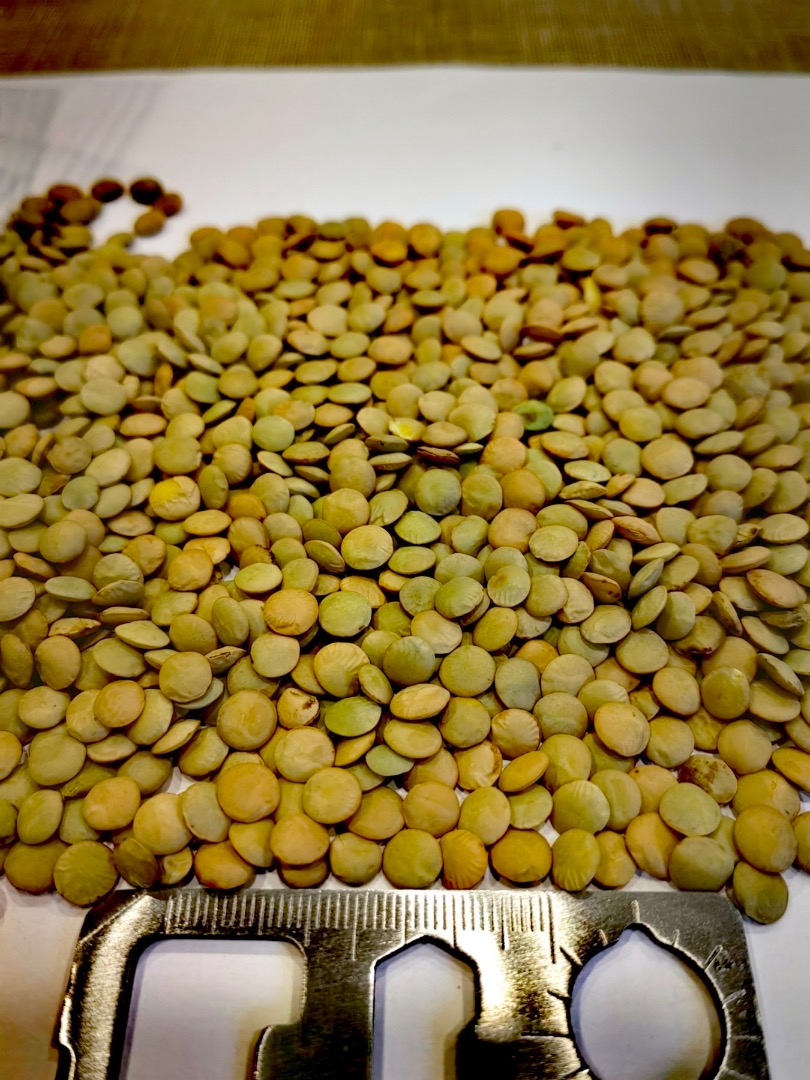 Green Canadian lentils, of own production