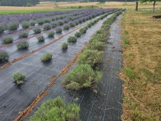 Cut lavender or just the flower